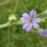 Erinus alpinus Bloem