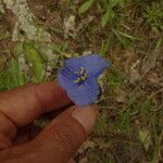 Commelina tuberosa ফুল