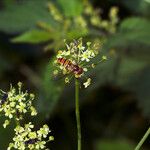 Chaerophyllum aromaticum