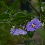 Solanum nudum Flower