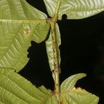 Dendropanax arboreus Hoja