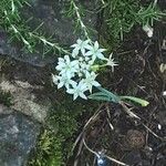 Allium tuberosum Blomst