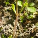 Stellaria alsine Schors