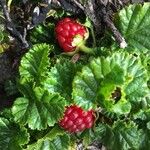 Rubus radicans