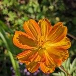 Cosmos sulphureus 花