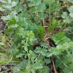 Potentilla supinaKukka