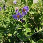 Solanum umbelliferum Λουλούδι