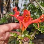 Tecomaria capensis Floare