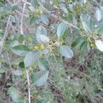 Rhamnus alaternus পাতা