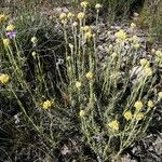 Helichrysum saxatile Habit