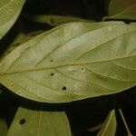 Nectandra membranacea Feuille