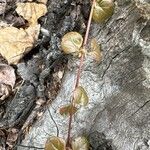 Linnaea borealis 葉