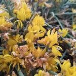 Genista acanthoclada Λουλούδι