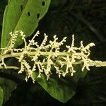 Miconia trinervia Hoja