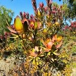 Leucadendron salignum ᱥᱟᱠᱟᱢ