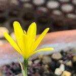 Narcissus cavanillesii Blomma