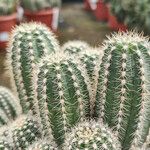 Echinocereus pectinatus Leaf