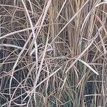 Miscanthus sinensisКора