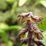 Bulbophyllum incurvum 花