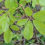 Vitex madiensis Folha
