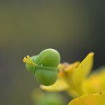 Euphorbia dendroides Fruit