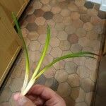 Vallisneria spiralis 葉