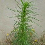 Artemisia biennis List