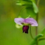 Pisum sativum Blüte