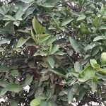 Citrus aurantiifolia 葉