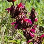 Salvia spathacea Žiedas