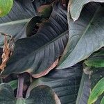 Philodendron davidsonii Blad