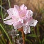 Armeria pungens Other