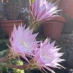 Echinopsis oxygona Flor