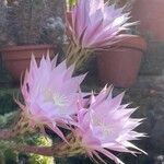 Echinopsis oxygona Λουλούδι