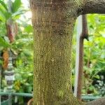 Rhizophora mangle Rinde