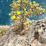 Andryala glandulosa Virág