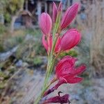 Hesperantha coccinea 花
