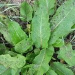 Rumex × acutus Leaf