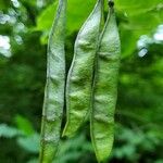 Cercidiphyllum japonicum Fruit