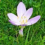 Colchicum autumnale Květ