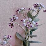 Calotropis procera Plante entière