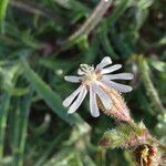 Silene nicaeensis Flower