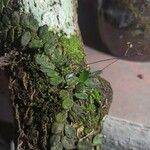 Specklinia microphylla Frunză