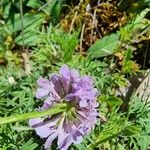 Scabiosa triandra Цветок