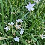 Nicotiana longiflora Flower