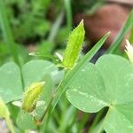 Oxalis stricta Плод