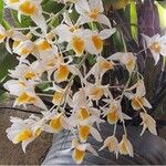 Dendrobium thyrsiflorum Flor