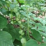 Dioscorea villosa 果実