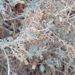 Artemisia thuscula Fruit