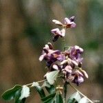 Callerya neocaledonica Flor